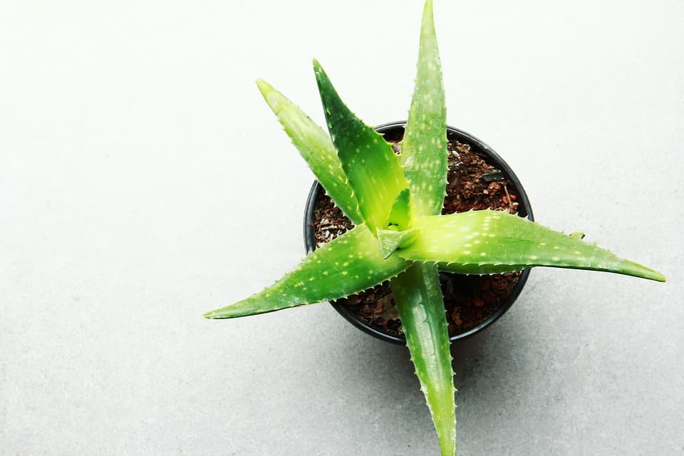 aloe vera benefits to know