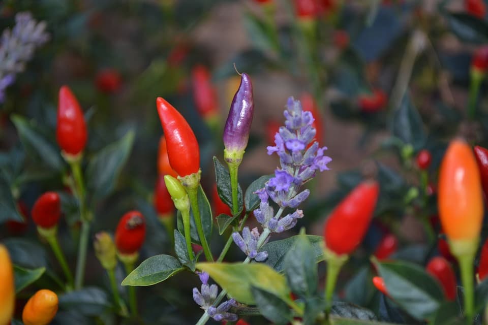 what is companion planting ?
