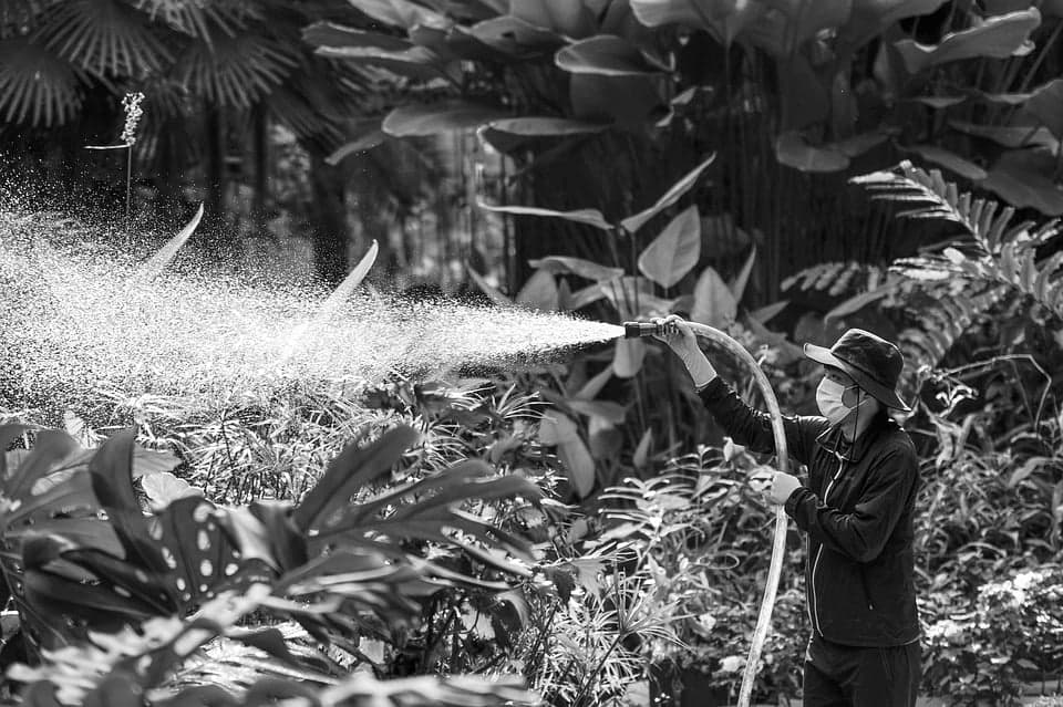 using foliar plant sprays
