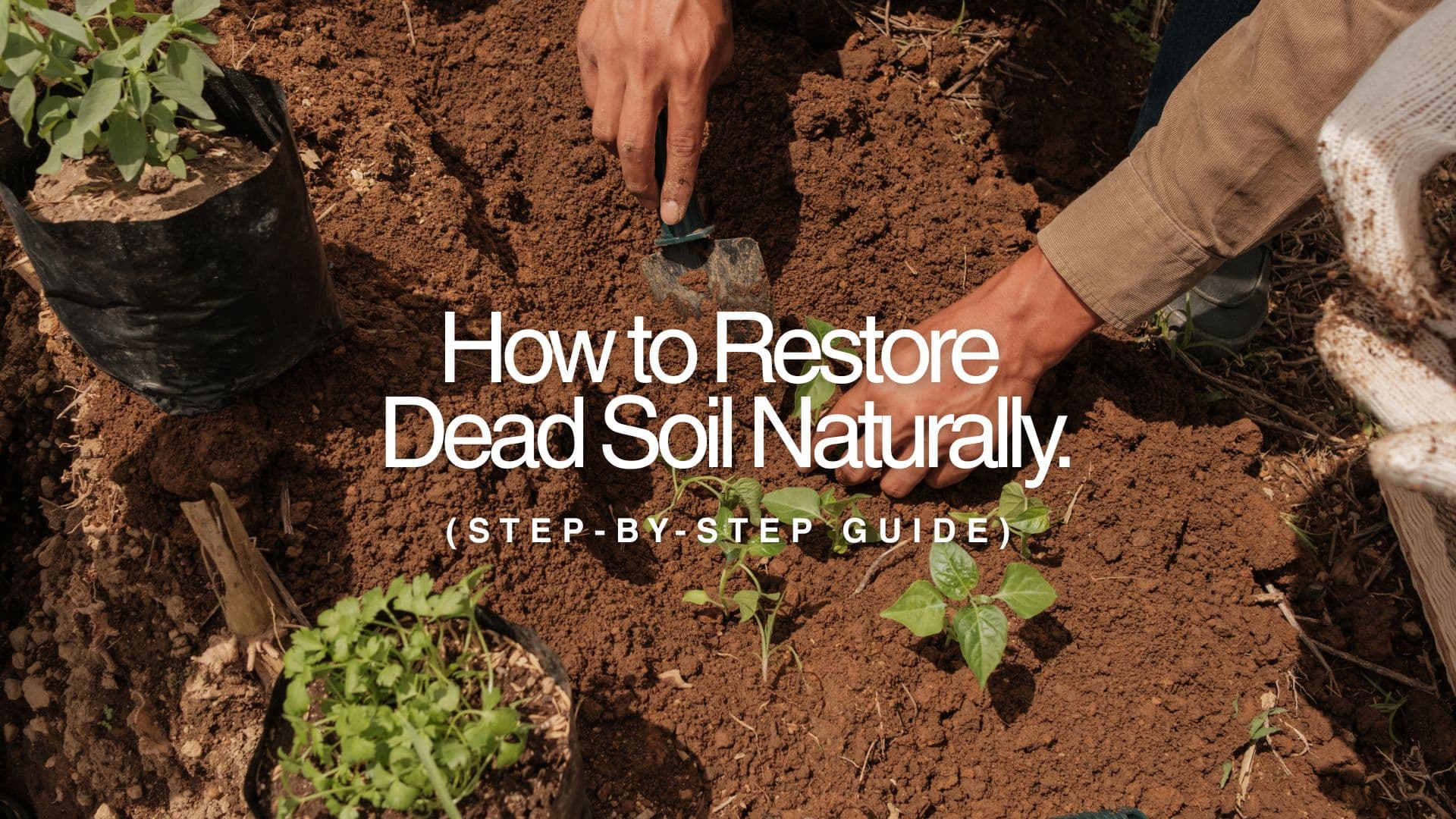 How to Restore Dead Soil Naturally (Step-by-Step Guide)