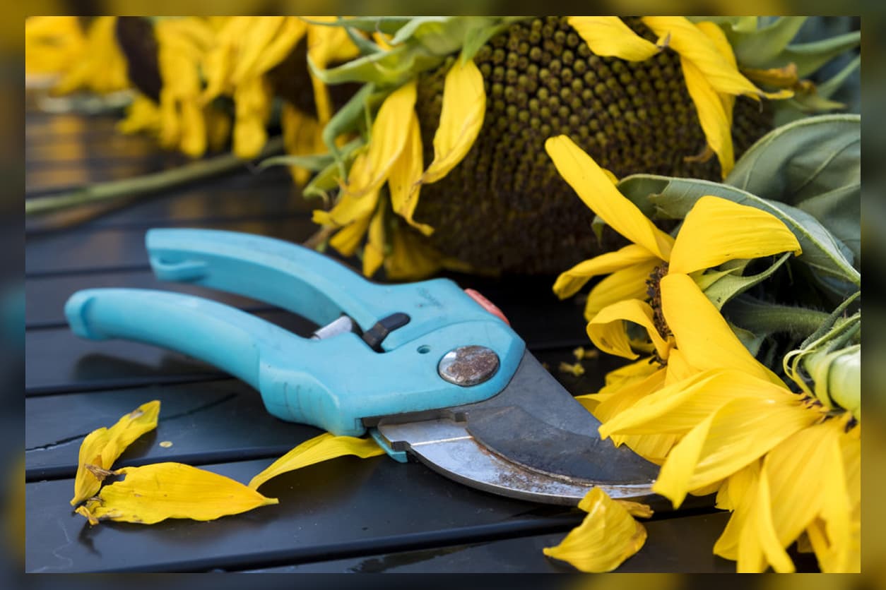 a guide to deadheading flowers