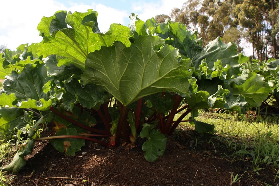 growing rhubarbs