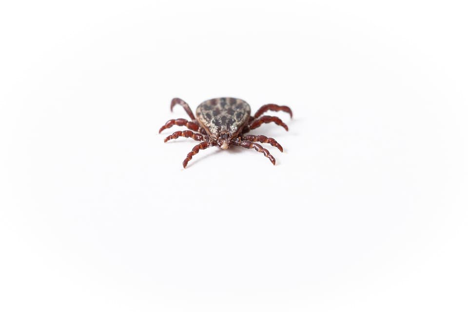 getting rid of spider mites