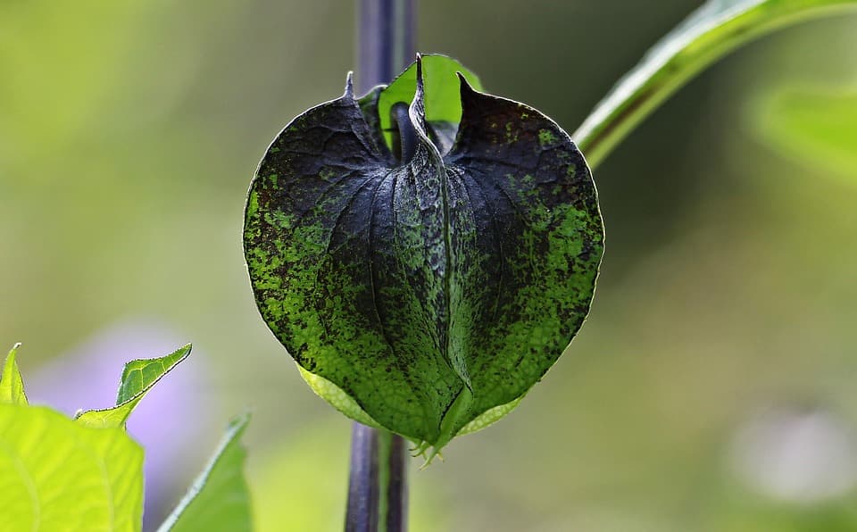 understanding integrated pest management