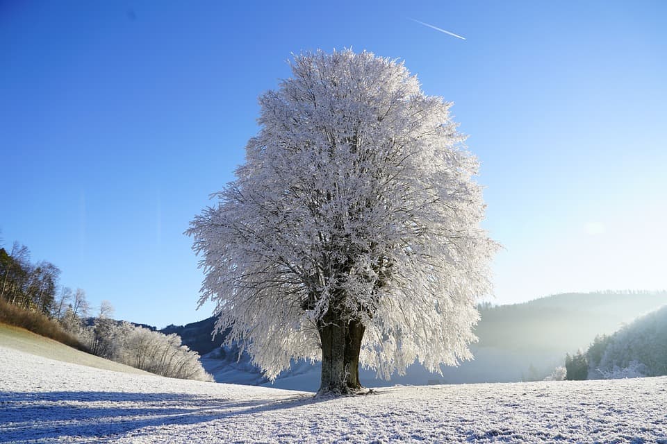 know frost dates in gardening