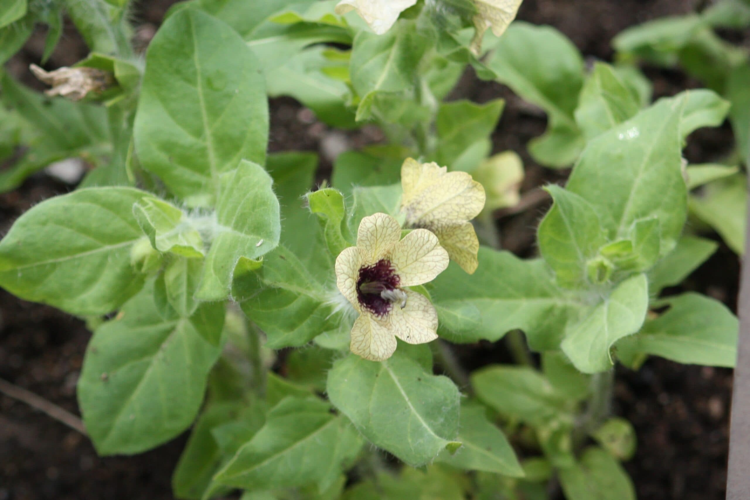 Vernalization: How It Works!