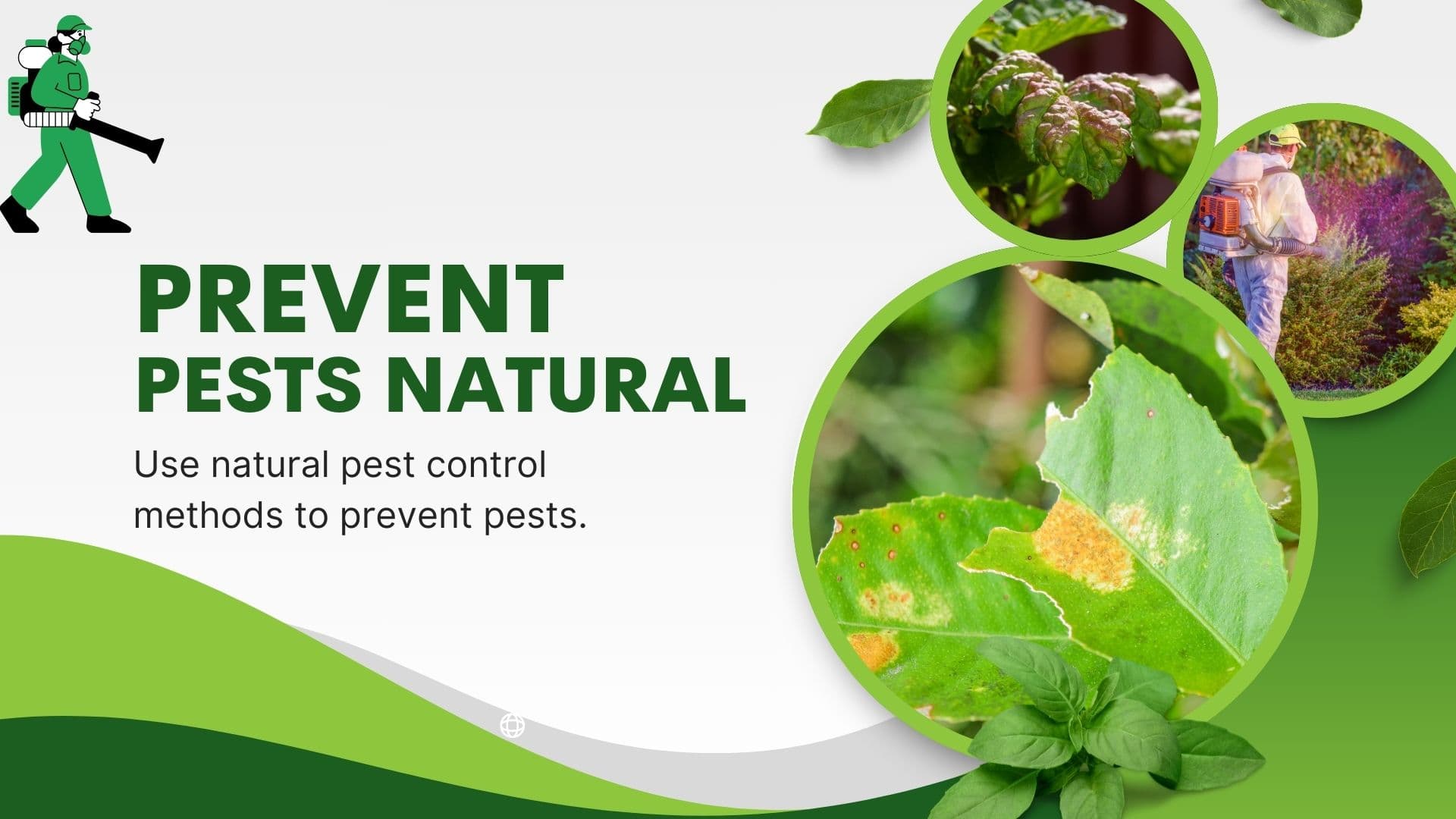 HOW TO PREVENT COMMON GARDEN PESTS NATURALLY