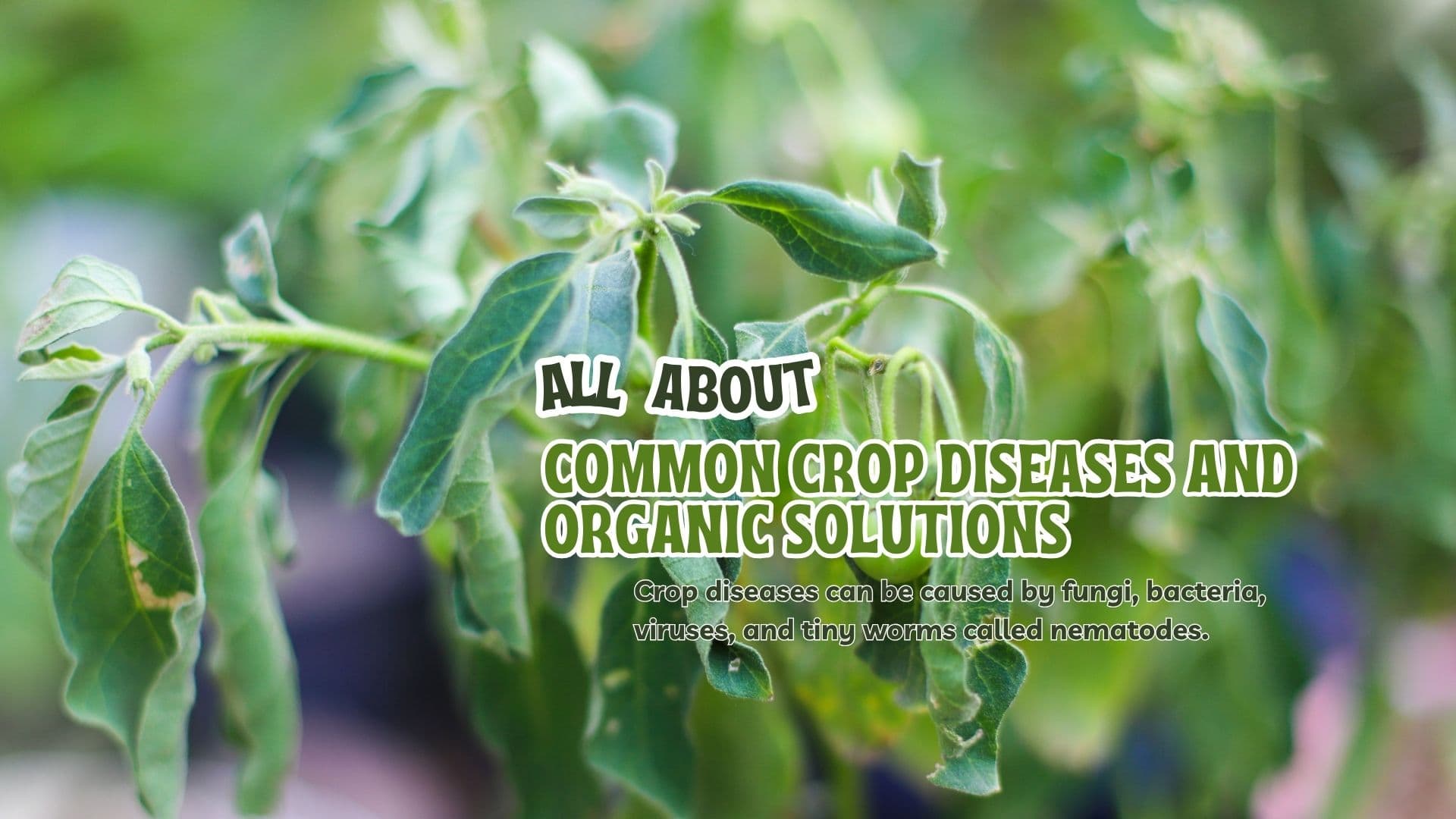 Common Crop Diseases and Organic Solutions