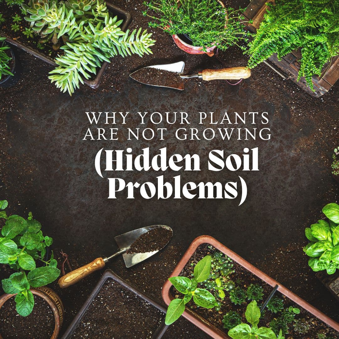 Why Your Plants Are Not Growing (Hidden Soil Problems)