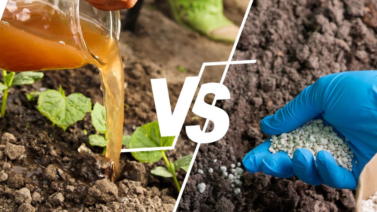 Liquid Fertilizers vs Granular Fertilizers (Comparison Guide)