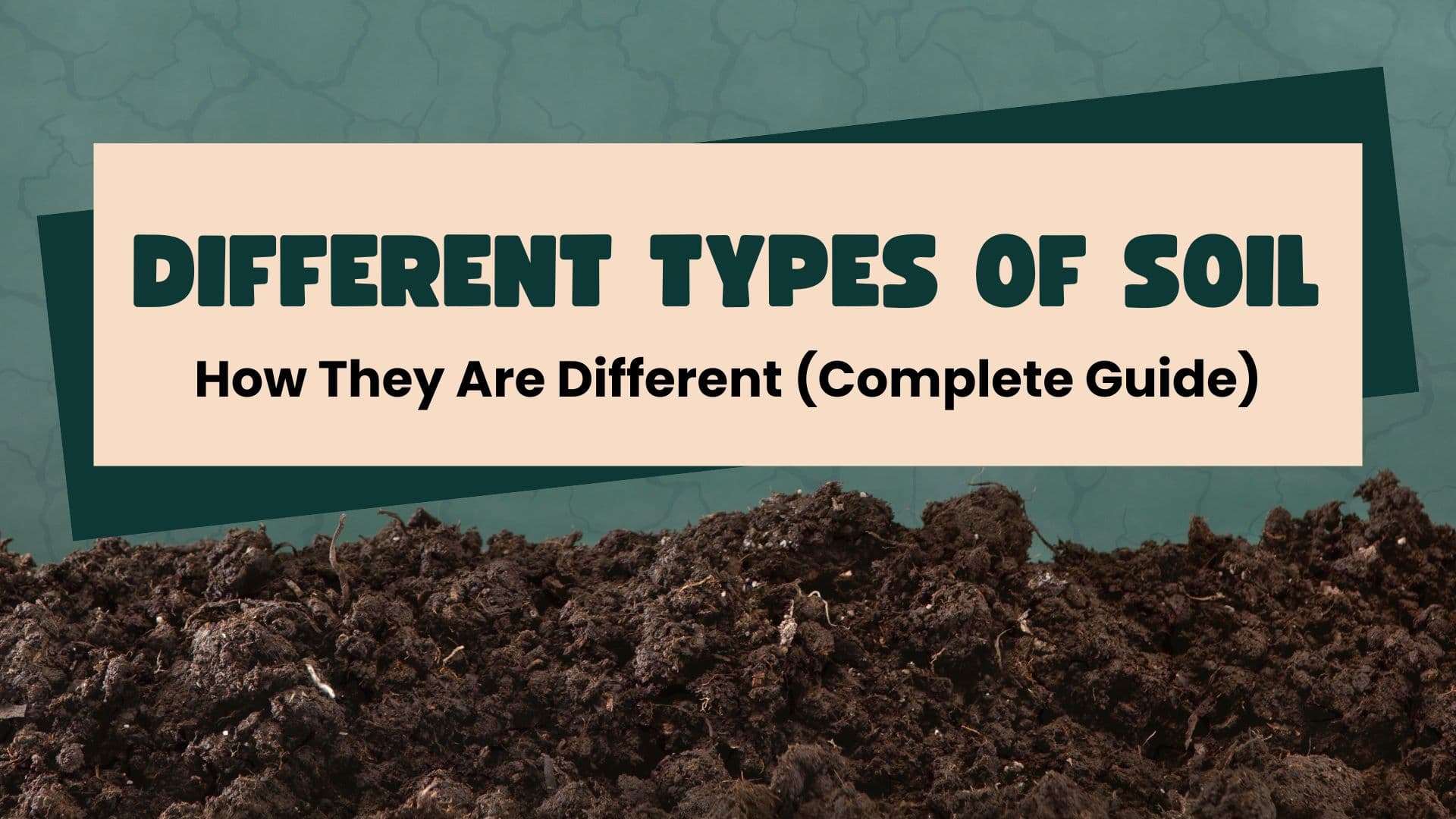Types of Soil Explained (Complete Guide)