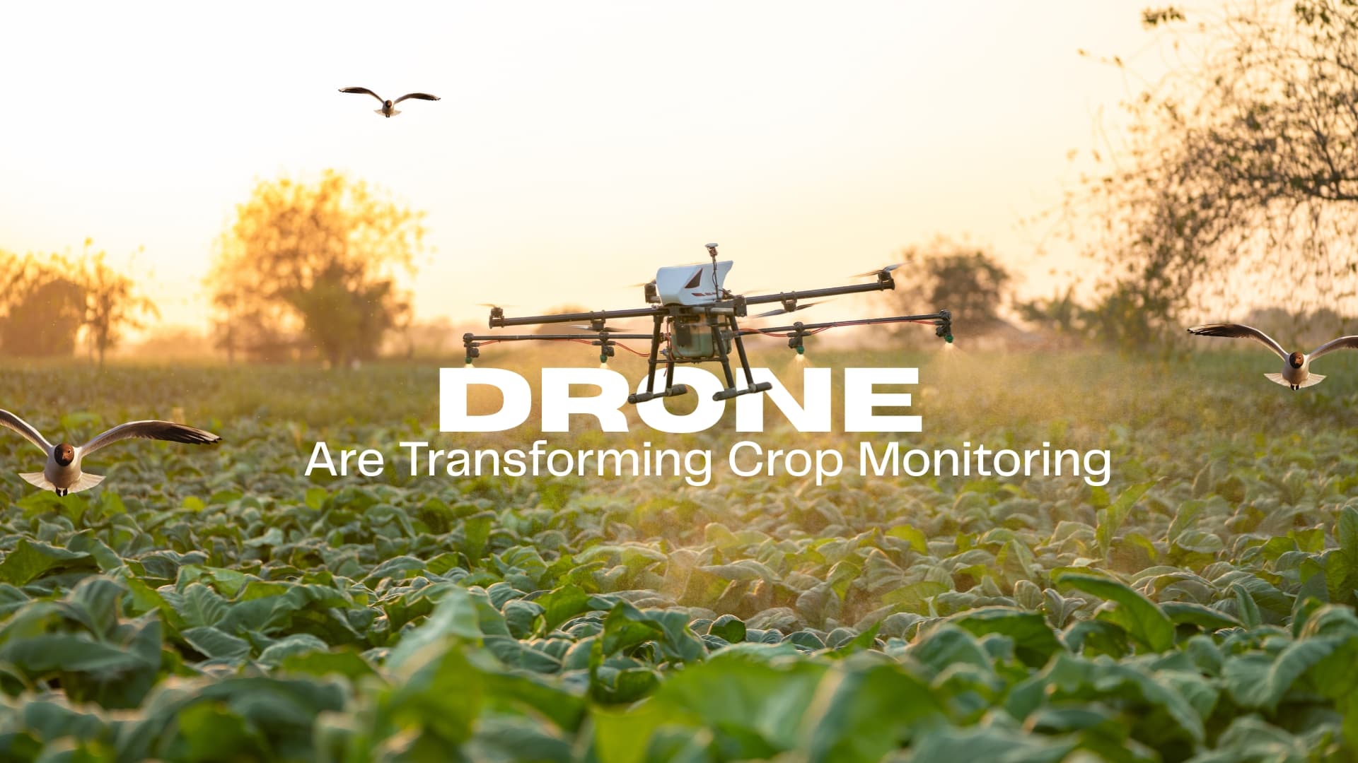How Drones Are Transforming Crop Monitoring