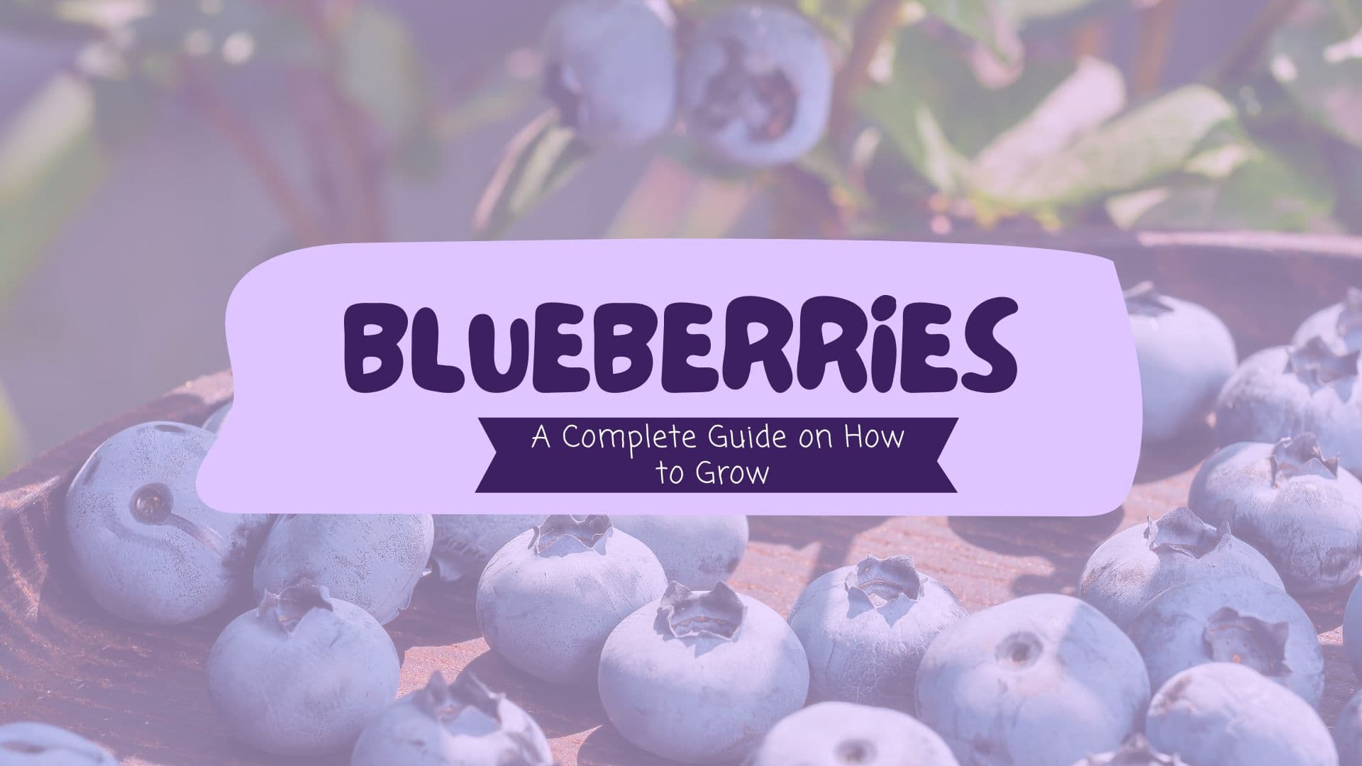 A Complete Guide on How to Grow Blueberries