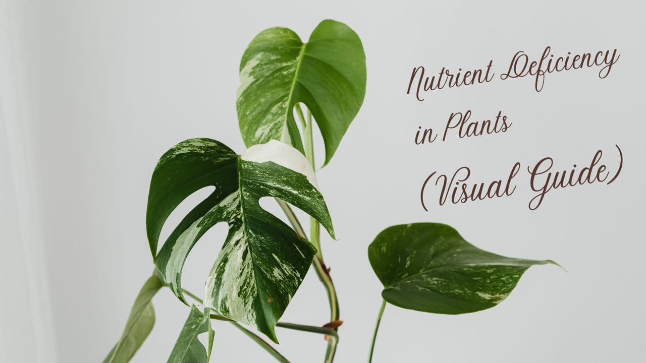 How to Identify Nutrient Deficiency in Plants (Visual Guide)