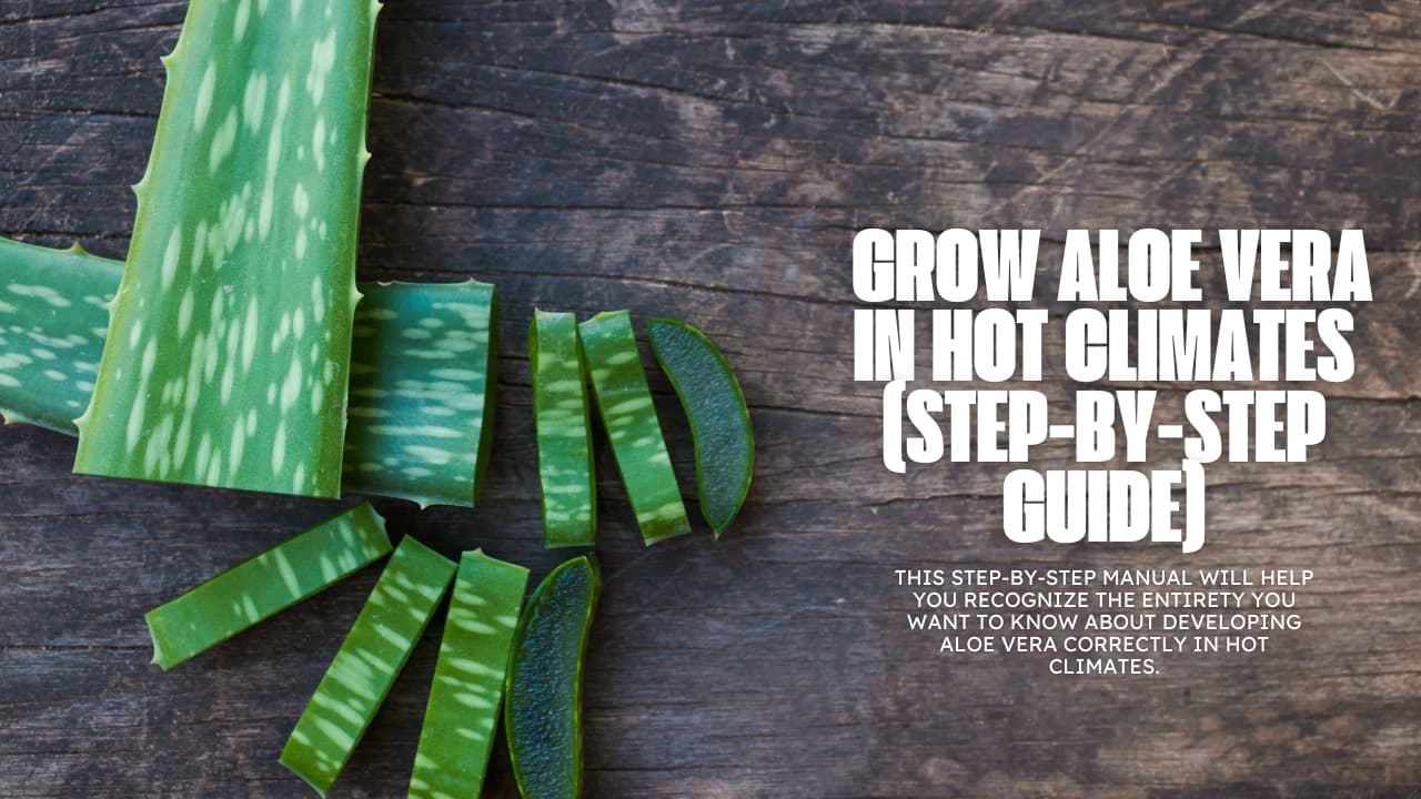 How to Grow Aloe Vera in Hot Climates (Step-by-Step Guide)
