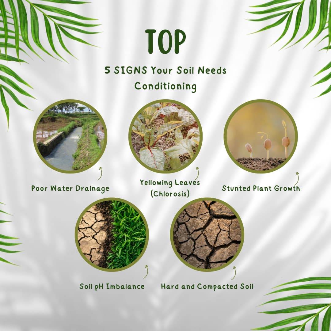 TOP 5 Signs Your Soil Needs Conditioning