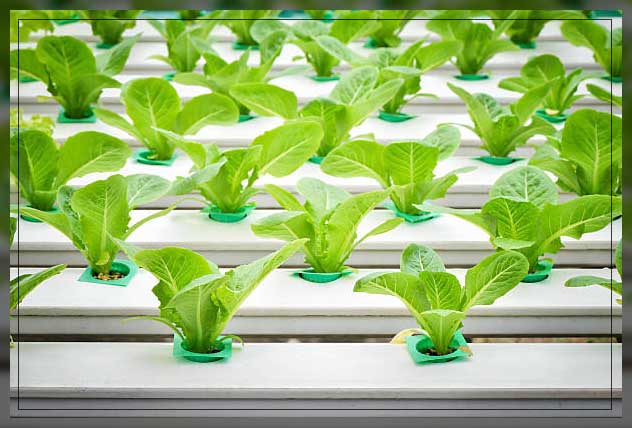 Hydroponic farming 11