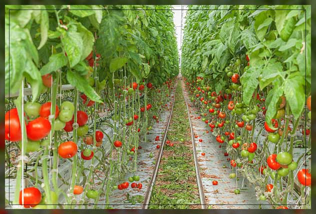 Hydroponic farming 12
