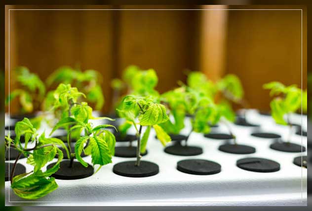 Hydroponic farming 13