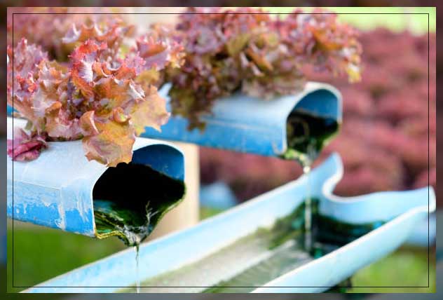Hydroponic farming 15