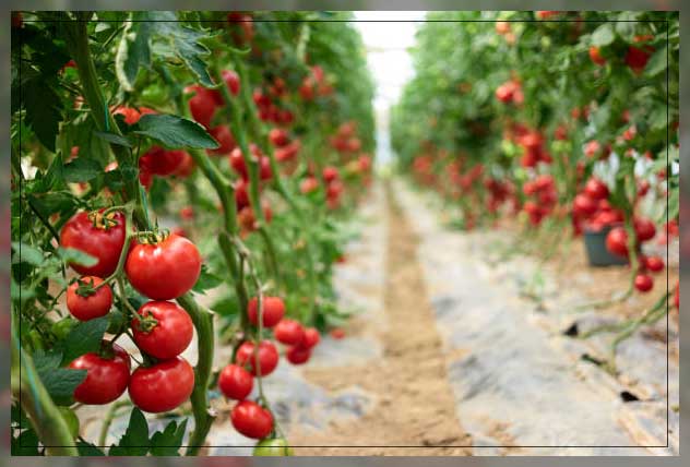 Hydroponic farming 16