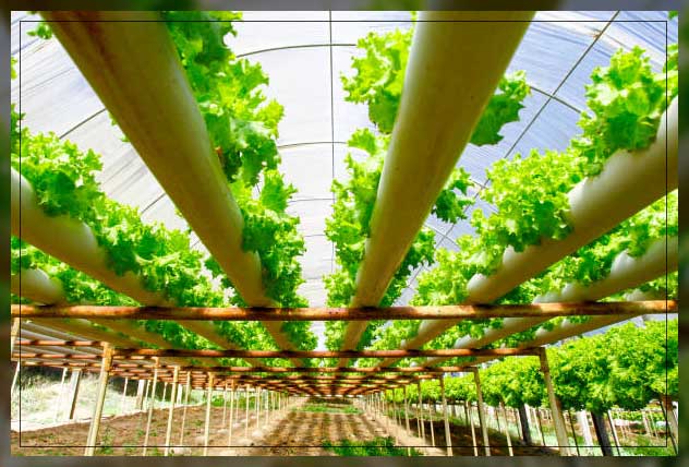Hydroponic farming 17
