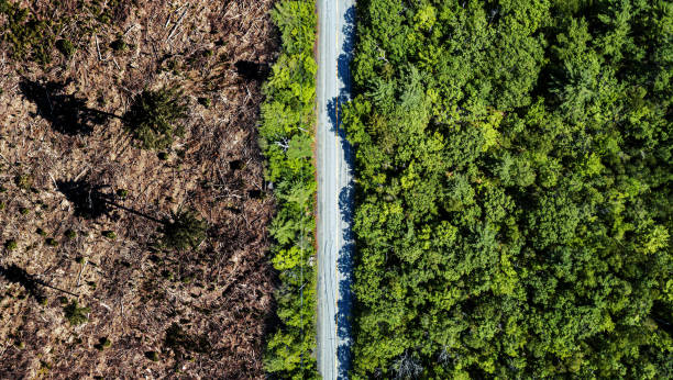 consequences of deforestation and environmental practices