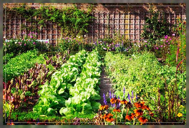 kitchen garden design