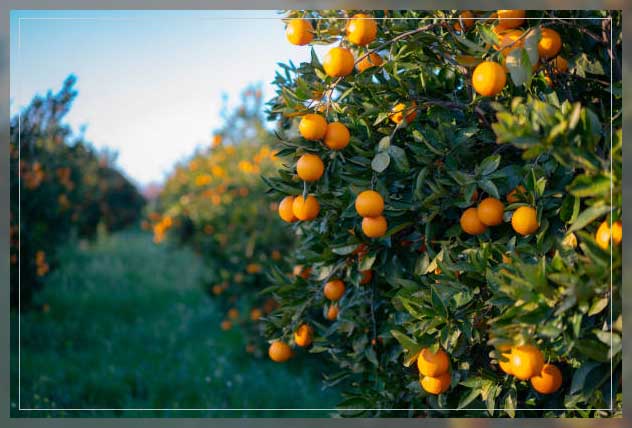 Oranges growing
