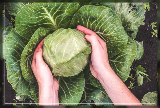 managing edible gardens