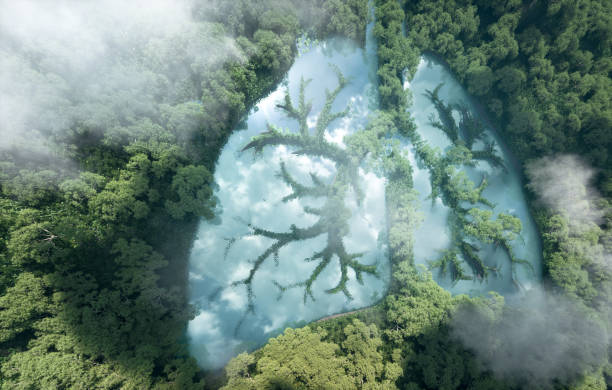environmental issues in the management of land