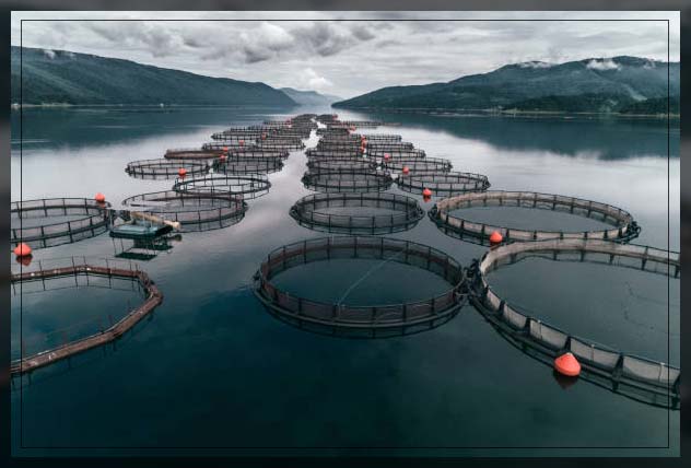 fish farming 1