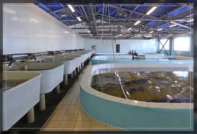 fish farming 2