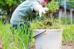 learn ways to pick weeds