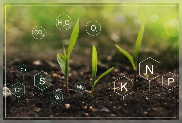 plant fertilizer 2