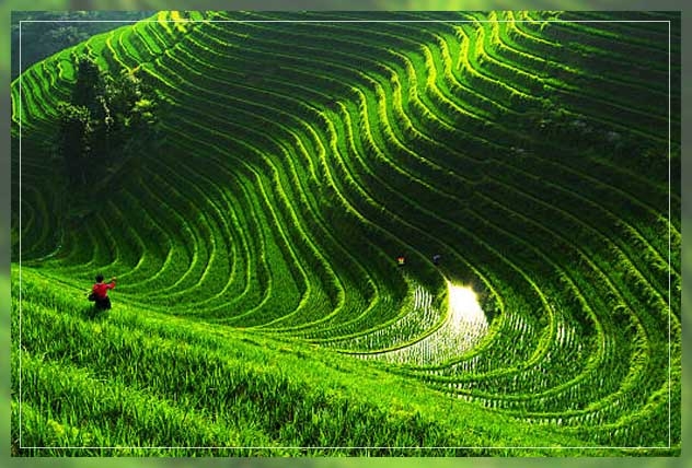 terrace farming 2
