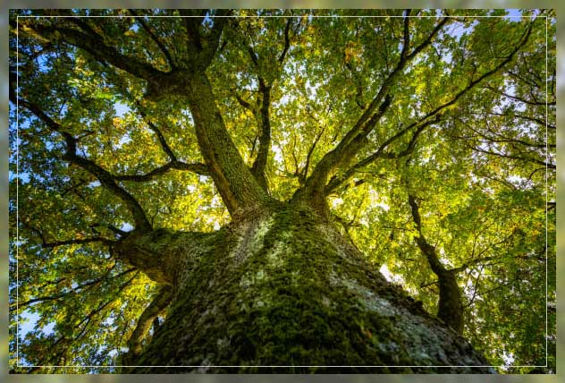 tree planting importance