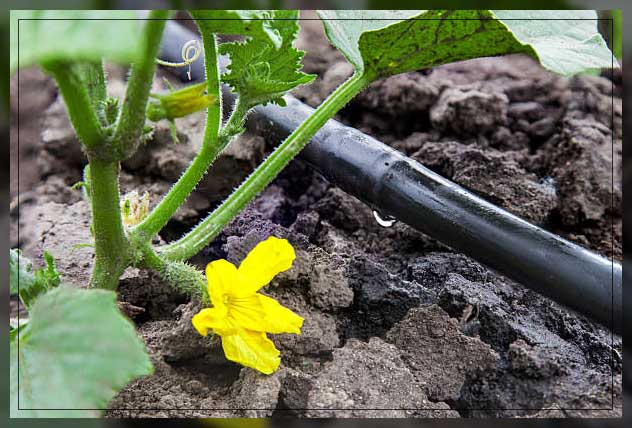 Drip irrigation 11