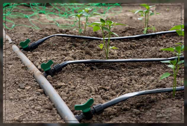 Drip irrigation 18