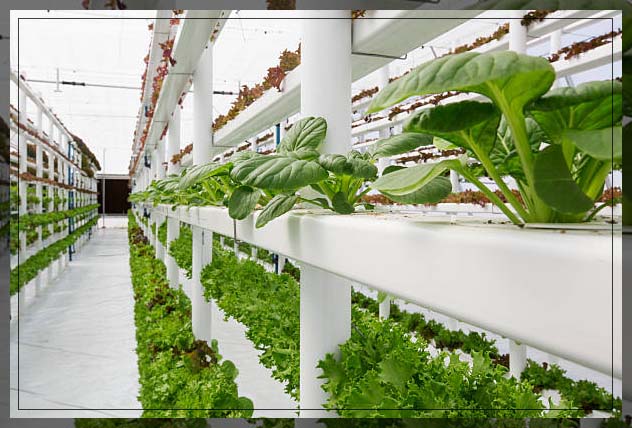 Hydroponics 11