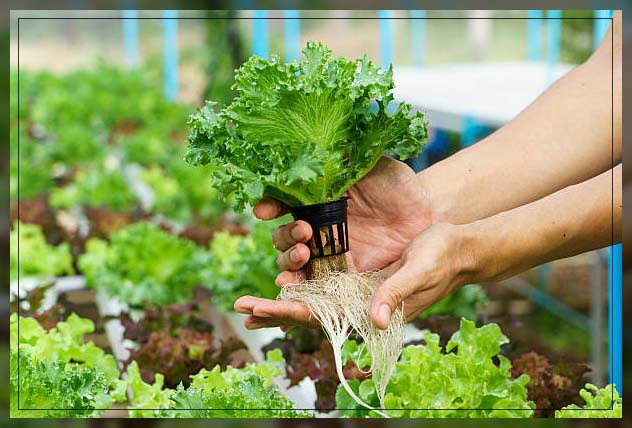 Hydroponics 12