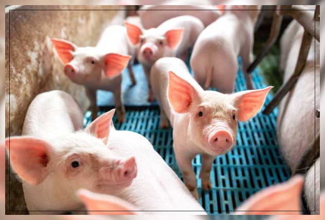 Livestock monitoring 16