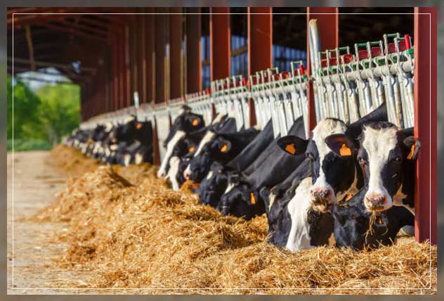 Livestock monitoring 18