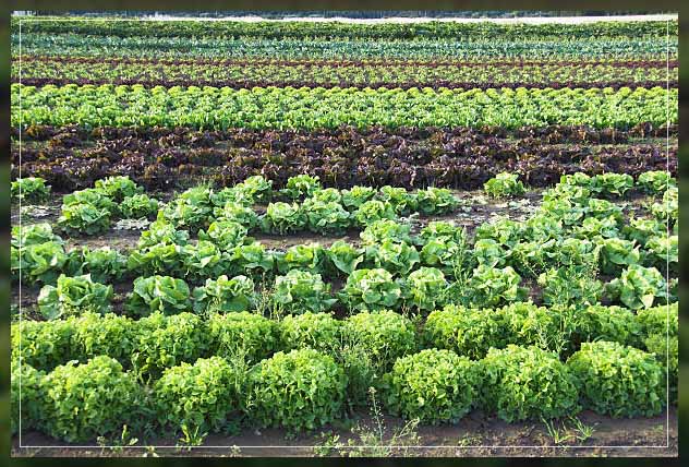Multipurpose crops 11