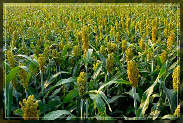 Multipurpose crops 12