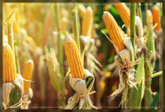 Multipurpose crops 13