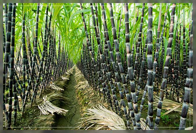 Multipurpose crops 16