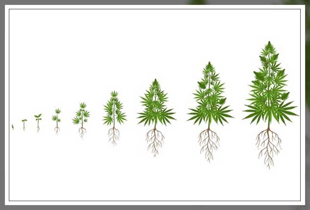 ensuring proper crop growth
