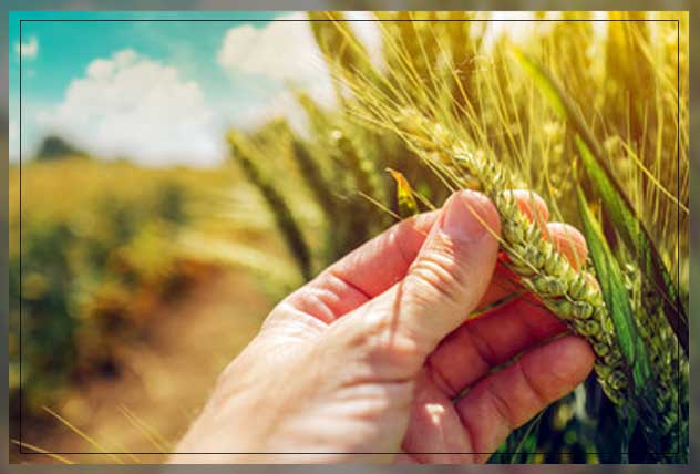 adapting crop diversification