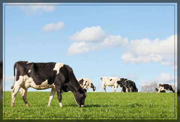 how dairy farming happens